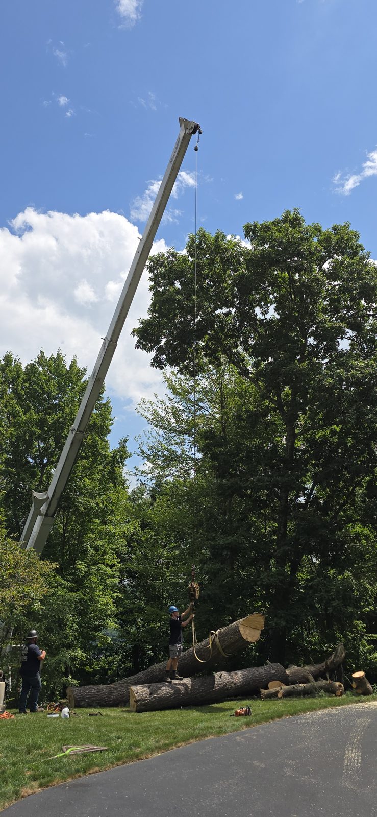 Heavy timber being rigged and lifted by crane.